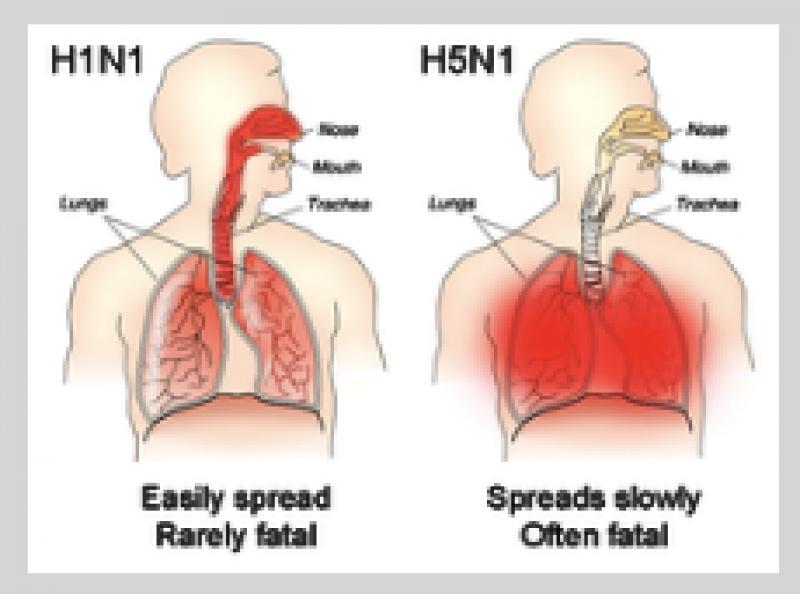 NGUY HIỂM TỪ BA LOẠI CÚM