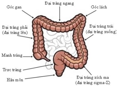 Dịch vụ ung bướu