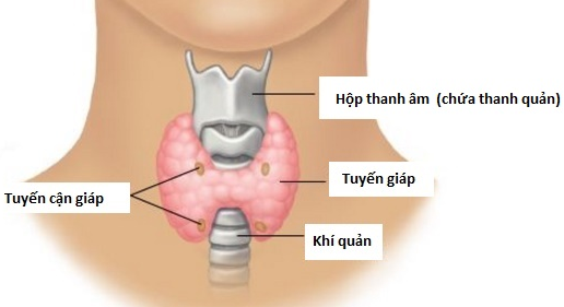 Dịch vụ ung bướu
