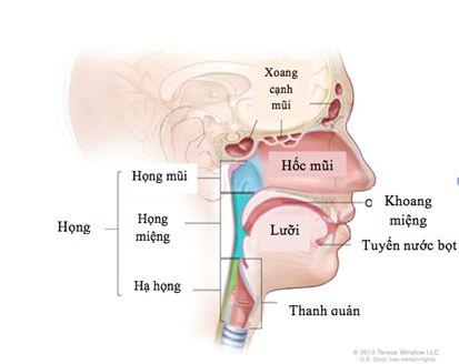Dịch vụ ung bướu